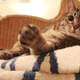 Illustration for article titled I Played Music for a Cat. Heres How the Cat Reacted.